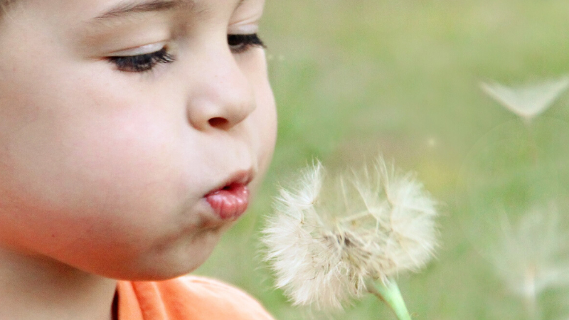 Child blowing a dandelion seeds into the air.