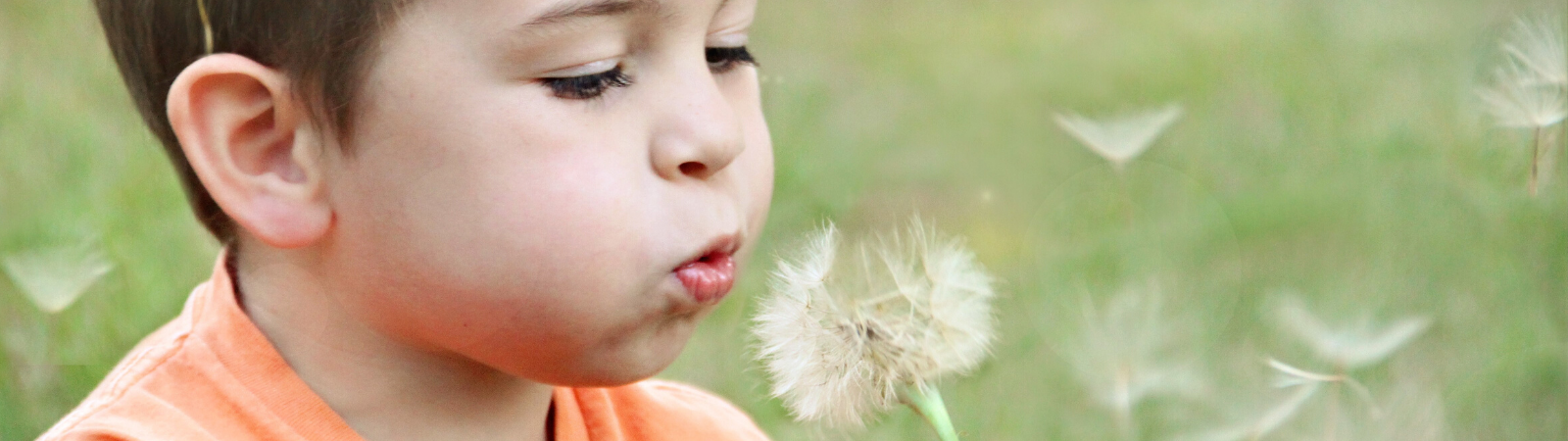 Child blowing a dandelion seeds into the air.