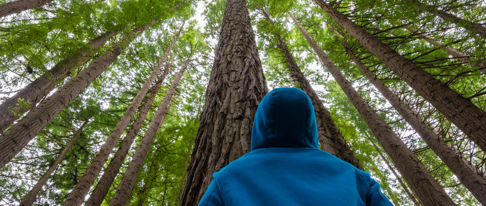 Teenager looking up at trees getting a break from technology.